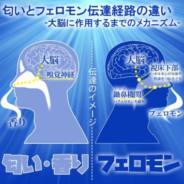アダルトグッズ、Make Love for Woman 5mlの見本画像5